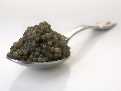 Las huevas del esturión (una variedad de pez muy antigua que habita de forma natural los ríos y lagos del este de Europa y el centro de Asia) se extraen antes de su fecundación y se salan. He aquí el caviar, cuyo color va del gris al negro, dependiendo de la especie, pasando por el dorado, el más preciado y propio del Almas, que procede del esturión beluga, el más grande y el más viejo. ¿Cuánto cuesta? Una lata de 10 gramos sale por el módico precio de 60 libras esterlinas (unos 70 euros). Pero si necesita más cantidad, piénseselo: 250 gramos pueden costarle casi 2.000 euros. ¿Por qué es tan caro? “El caviar es un producto que ya es caro de por sí, por su procedencia, ya que el esturión está en peligro de extinción. El Almas es, además, un tipo de caviar que procede de Irán, de esturiones muy viejos, y cuanto más viejo, más potente es su sabor”, explica la chef María Marte, de El Club Allard. Amén de que estos ejemplares son más difíciles de encontrar y eso lo encarece aún más.