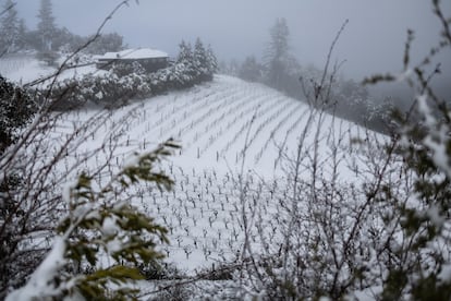 A vineyard is seen covered with snow as a massive winter storm passes along the west coast, delivering snow, freezing rains, and gusty winds, in Redwood City, California, U.S., February 24, 2023.