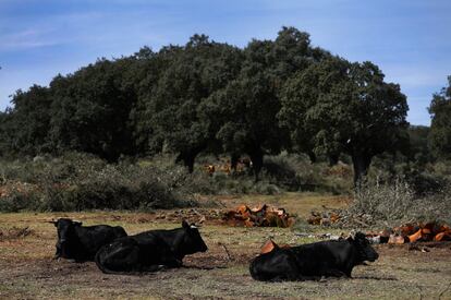 La comarca donde Berkeley quiere abrir la mina vive principalmente de la ganadería, que pasta en dehesas como esta. Las vacas de la foto descansan junto a los restos de encinas taladas.