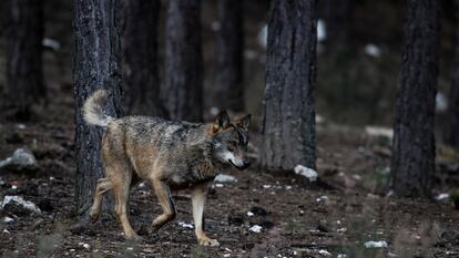 Lobo ibérico en semilibertad en el Centro del lobo ibérico de Castilla, en Puebla de Sanabria (Zamora).