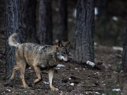 Un lobo ibérico, en Robledo (Zamora).