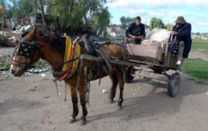 La Municipalidad de la capital paraguaya resolvió prohibir el uso de estos transportes, usados para llevar cargas de todo tipo, entre las 12 horas y las 16 horas para evitar que los animales sufran por el intenso calor. EFE/Archivo