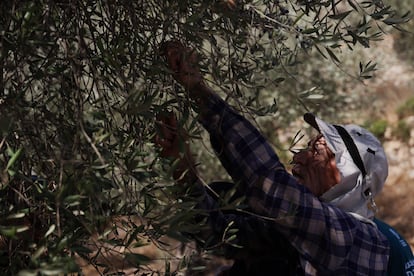 Un activista israel participa en la cosecha de aceitunas en Battir (Cisjordania ocupada) como muestra de apoyo por los ataques que sufren los palestinos a manos de colonos judos y militares israeles. 