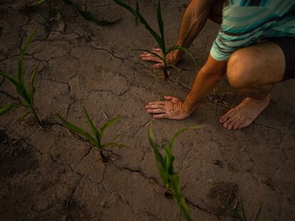 Un granjero revisa sus plantas de maíz afectado por la sequía, en Timbúes (Argentina), en marzo de 2023.