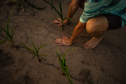 Un granjero revisa sus plantas de maíz afectado por la sequía, en Timbúes, Argentina