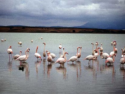 Flamencos en la laguna de Fuente de Piedra, en Málaga, un aguazal salobre de unas 1.300 hectáreas y una profundidad en torno al medio metro.