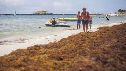 Un manto de algas cubre una parte del arenal de Playa del Carmen (México).