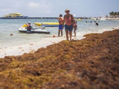 Un manto de algas cubre una parte del arenal de Playa del Carmen (México).