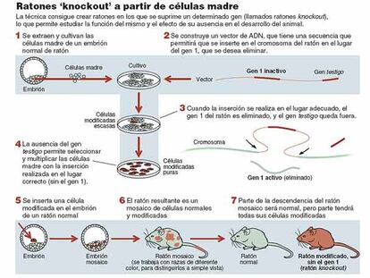 Ratones 'knockout' a partir de células madre