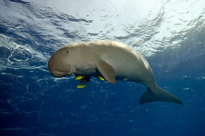 Un dugongo nada en el Mar Rojo. 