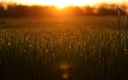 Amanecer sobre un campo de grano en las afueras de Fráncfort, Alemania.