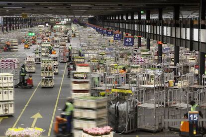 La sala de distribuci&oacute;n a pleno rendimiento. Por este espacio pasan cerca de 27 millones de flores cada d&iacute;a. De su movimiento se encarga un ej&eacute;rcito de motos tractoras. 