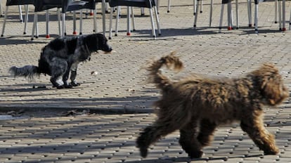 Un perro defeca sin control de su dueño en una plaza pública en la que juegan niños.