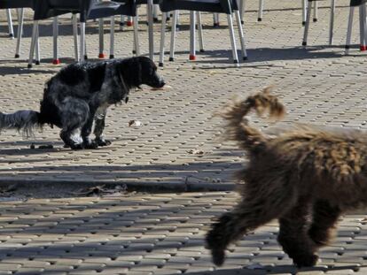 Un perro defeca sin control de su dueño en una plaza pública en la que juegan niños.