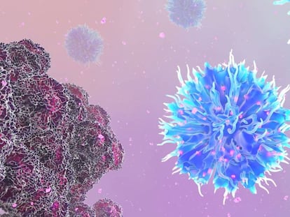 Las células T se activan y se multiplican contra las células cancerígenas.