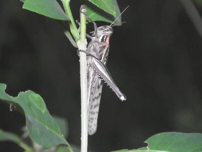 Plaga de langostas en Yucatán