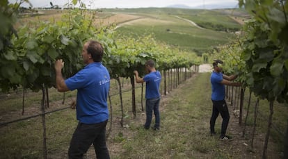 Personal de las bodegas Tesalia supervisan los viñedos en la localidad gaditana de Arcos de la Frontera.  