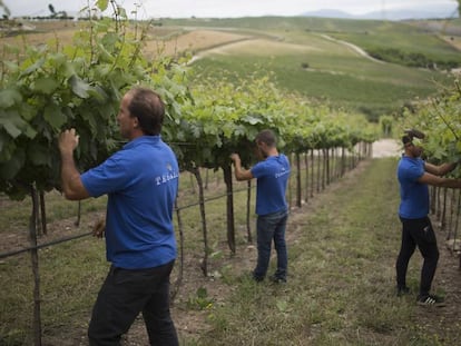Personal de las bodegas Tesalia supervisan los viñedos en la localidad gaditana de Arcos de la Frontera.  