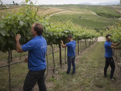 Personal de las bodegas Tesalia supervisan los viñedos en la localidad gaditana de Arcos de la Frontera.