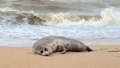 Una de las focas halladas muertas en una playa de Majachkaka, Daguéstán, el 11 de diciembre