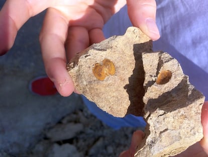 Only 11% of Mediterranean species survived the salt crisis, including many bivalve species. Pictured here are shells of a mollusc fossilised 6.5 million years ago in present-day Crete.