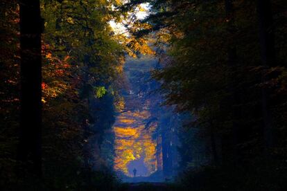 Un hombre pasea a su perro en un bosque de color otoñal en Cuxhaven (Alemania).