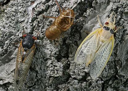 Tres cicadas, en un árbol de Arlington, en el Estado de Virginia.