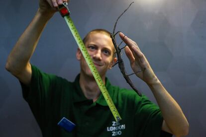 Un insecto palo gigante durante su medición en el zoológico de Londres (Reino Unido).