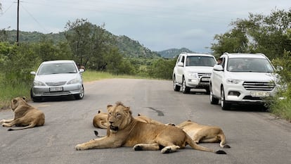Atasco de leones en una de las carreteras que discurren por el parque nacional Kruger. 