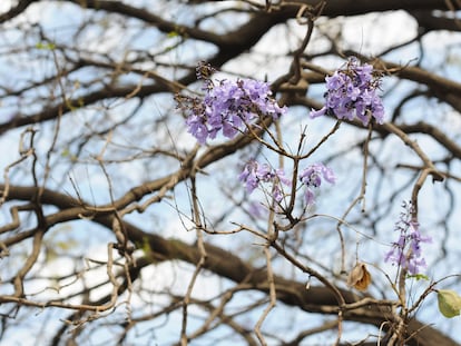 Una jacaranda que ya empieza a dar flor, el 18 de enero en Ciudad de México.