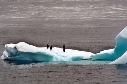 La vida de la Antártida se abre paso en primavera.