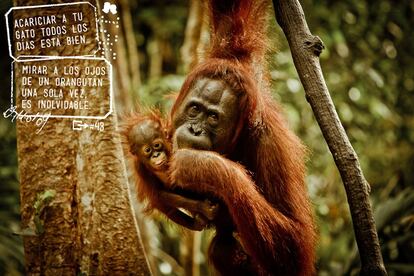 "Seguro que no debe de ser tan malo eso de salpicar la vida con alguna que otra experiencia única". Orangutanes en Tanjung Puting, Indonesia.