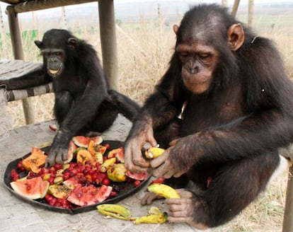 A enzima que metaboliza o etanol está ativa em grandes símios como chimpanzés, gorilas e humanos, mas não em orangotangos, o único arbóreo. Jane Goodall Institute.