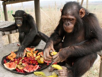La enzima que metaboliza el etanol est&aacute; activa en grandes simios como chimpanc&eacute;s, gorilas y humanos pero no en el orangut&aacute;n, el &uacute;nico arbor&iacute;cola. Jane Goodall Institute