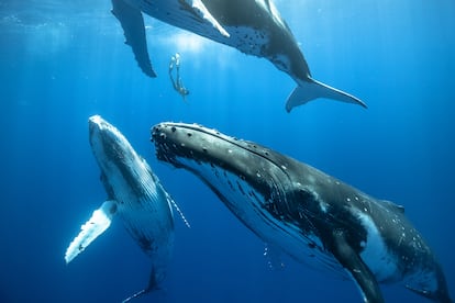 Las ballenas jorobadas están entre las especies de cetáceos que usan combinaciones de sonidos que a oídos humanos parecen cantos. En la imagen, el buceador de apnea Karim Iliya nada entre tres de ellas.