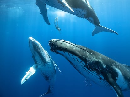 Las ballenas jorobadas están entre las especies de cetáceos que usan combinaciones de sonidos que a oídos humanos parecen cantos. En la imagen, el buceador de apnea Karim Iliya nada entre tres de ellas.