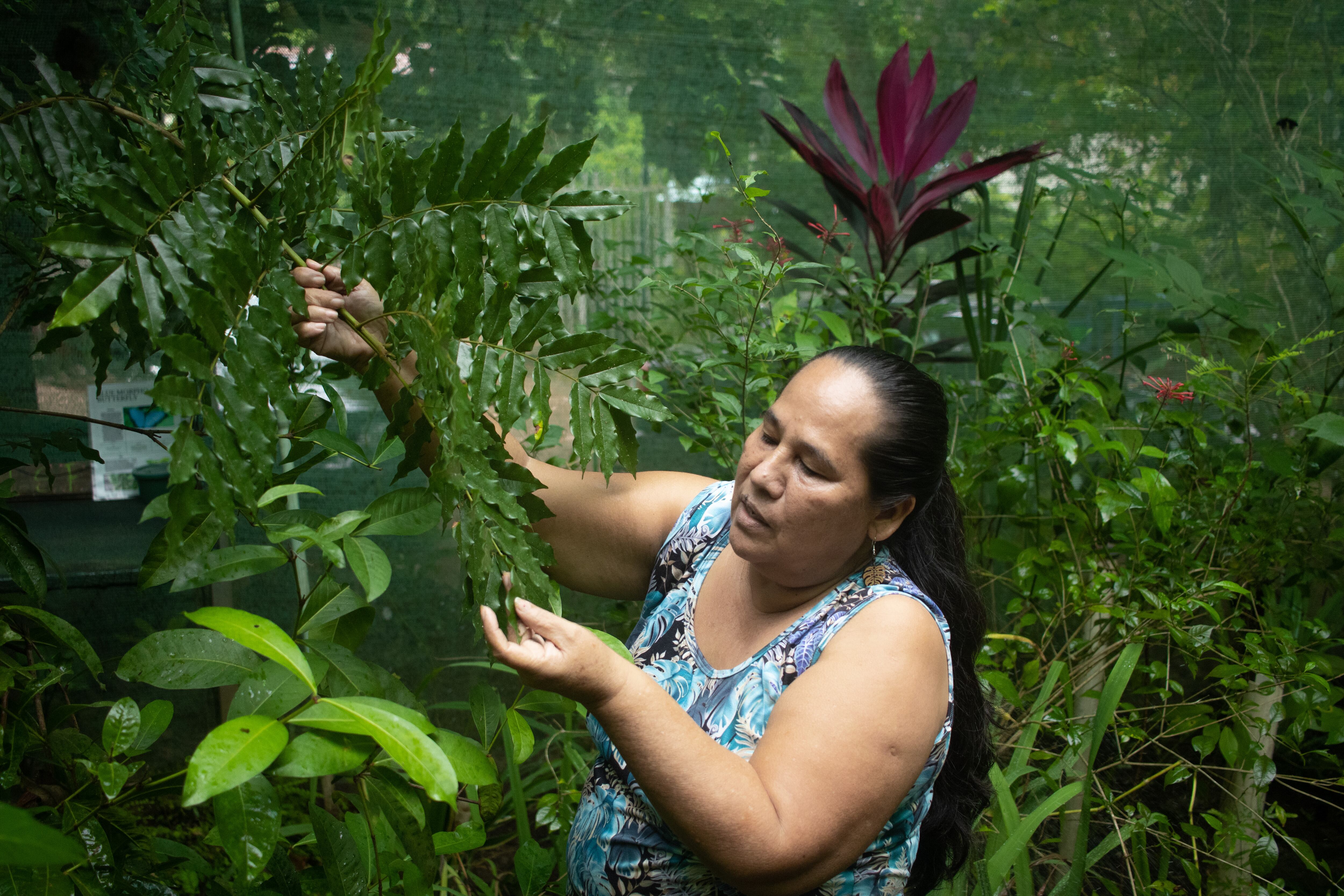 Desde que logró financiamiento para la construcción de un mariposario para la morfo azul, Mariposas del Golfo lideradas por Ester Ledezma ha trabajado durante los últimos 26 años por la integración de las mujeres de su comunidad en la vida productiva.