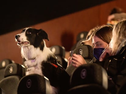 Una mujer junto a su perro en un cine de Gijón durante un pase denominado "dogfriendly".