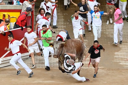 Uno de los cabestros golpea a un mozo a su llegada a la plaza de toros de Pamplona. 