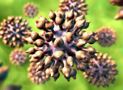 Imagen de un virus del papiloma humano manipulada digitalmente.