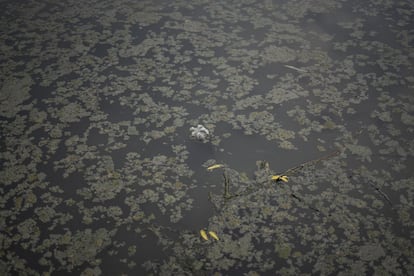 Una botella de plástico flota en las aguas estancadas de la planta potabilizadora de la presa Madín, en Naucalpan. El plan del Gobierno capitalino aumenta el riesgo de sobreexplotar estas presas y trasladar la crisis del agua a las poblaciones cercanas, como Naucalpan y Atizapán.