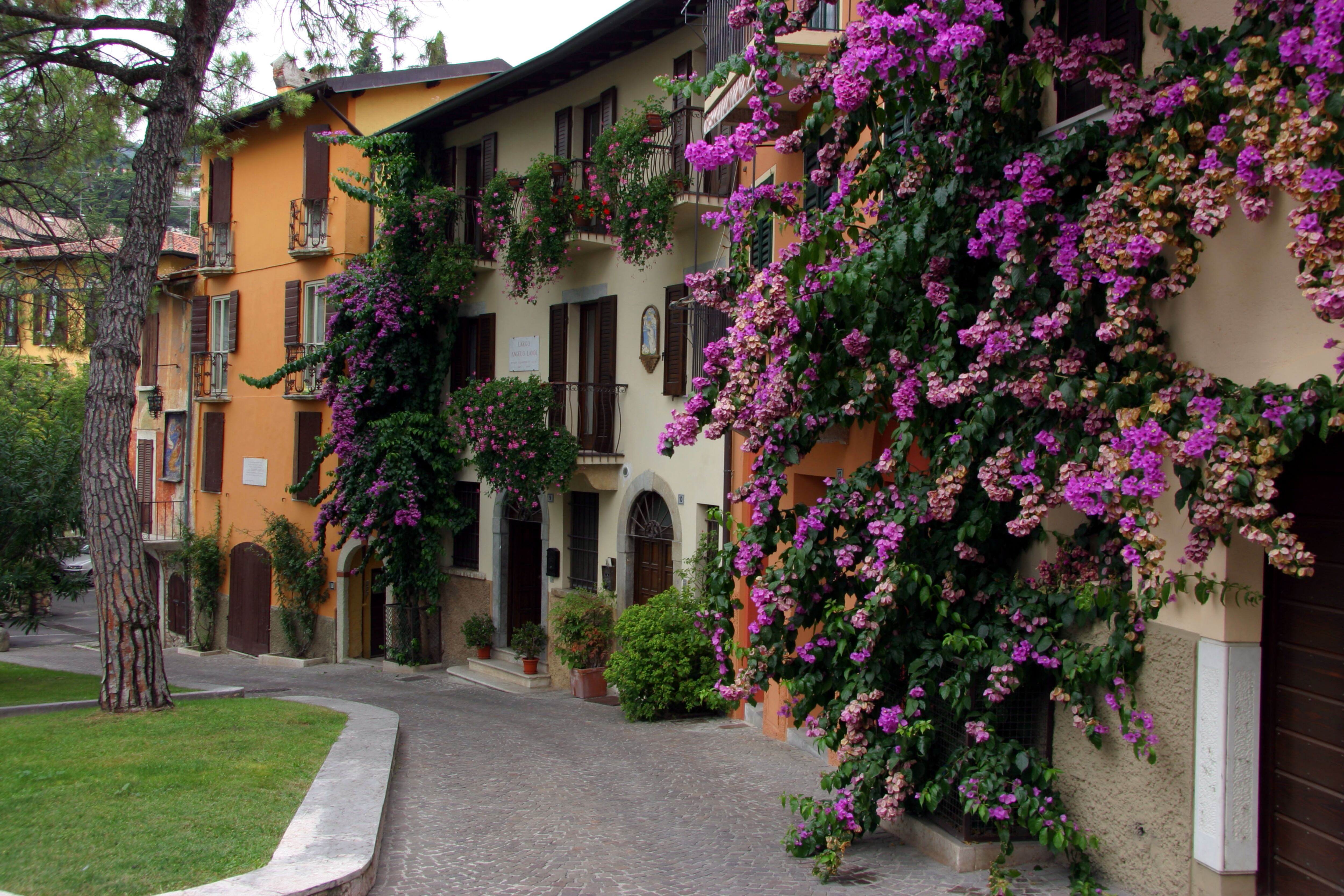 Buganvillas en la fachada de una casa de Saló. 