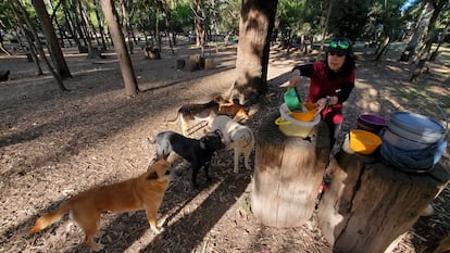 Aurea Magaña rodeada de algunos de los perros que cuida en el bosque de Nativitas, el 26 de febrero.
