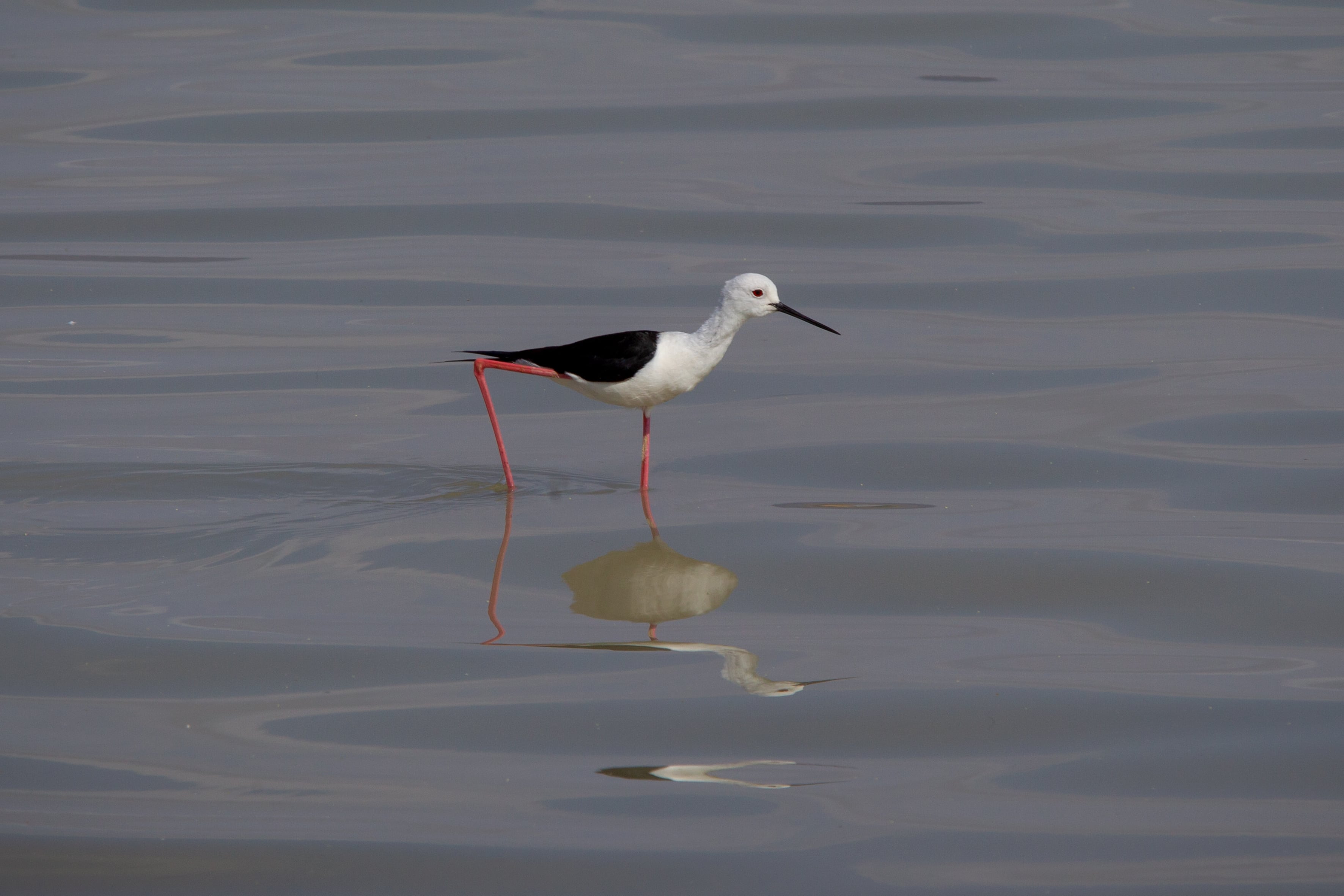 Una cigüeñuela en la Laguna de Fuente Piedra (Málaga).