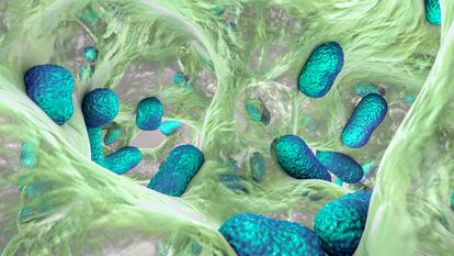 Recreación digital de la superbacteria 'Acinetobacter baumannii', el microorganismo contra el que funciona el nuevo antibiótico descubierto.
