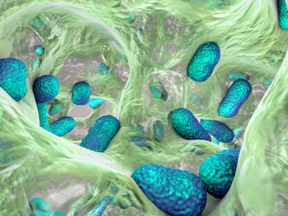 A digital recreation of the superbacteria 'Acinetobacter baumannii,' the microorganism that the newly-discovered antibiotic works against.