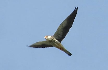 An Amur falcon flying over Puzol in Valencia.