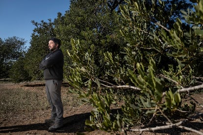 Albert Fortuny en su finca de El Rourell, donde cultiva avellana, aceituna y algarrobo.