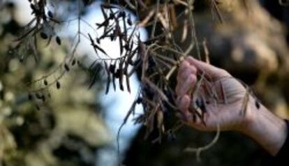 Los estragos que la bacteria causa en el fruto y en las hojas, en un olivo del sur de Italia.