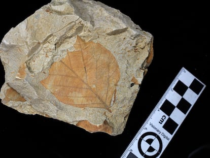 El análisis de más de 7.000 hojas fósiles ayudó a establecer las diferencias entre los bosques de antes y después del meteorito